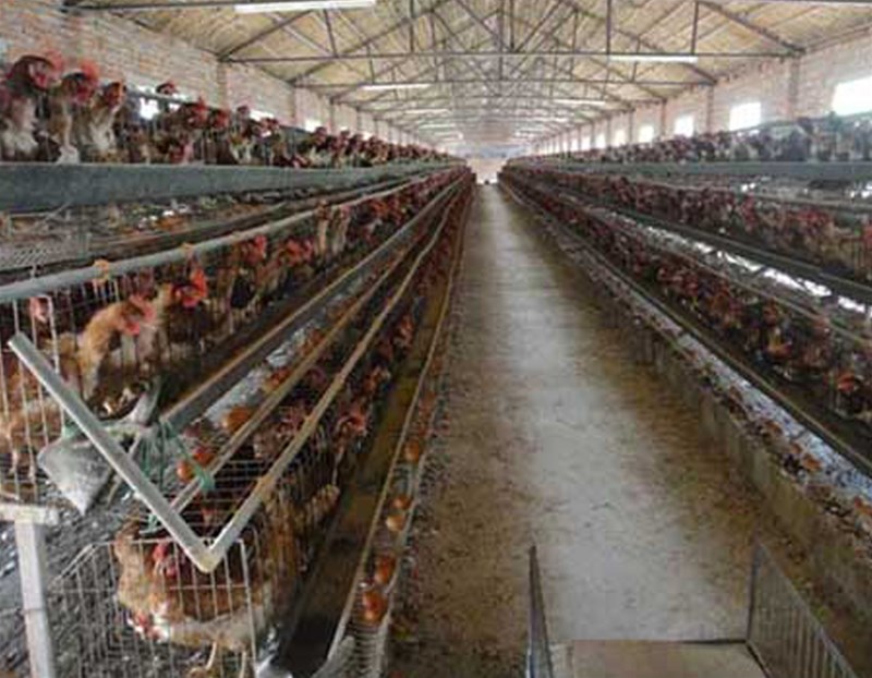 山东一养殖厂养15万只羽蛋鸡，几乎每只鸡一天生一个蛋，鸡粪都能变废为宝